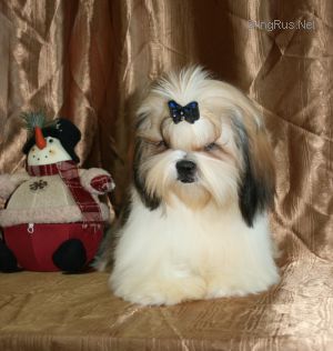 Dog Photo