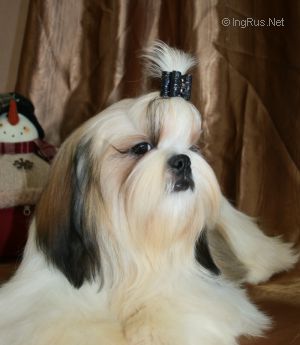 Dog Photo