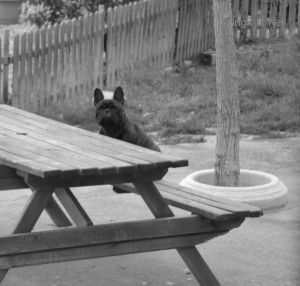 Dog Photo