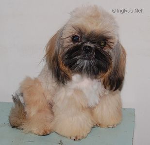 Dog Photo