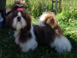 Dog Photo