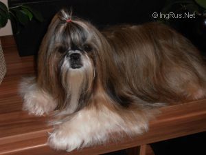 Dog Photo