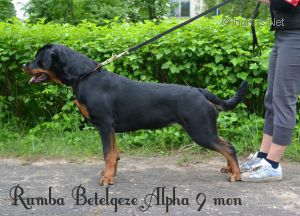 Dog Photo
