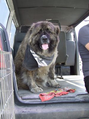 Dog Photo