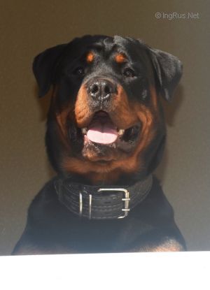 Dog Photo
