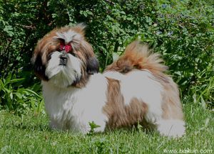 Dog Photo
