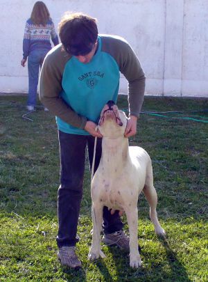Dog Photo