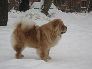 Dog Photo