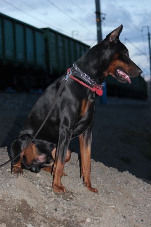 Dog Photo