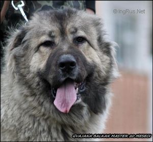 Dog Photo
