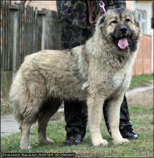 Dog Photo