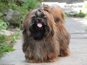 Dog Photo