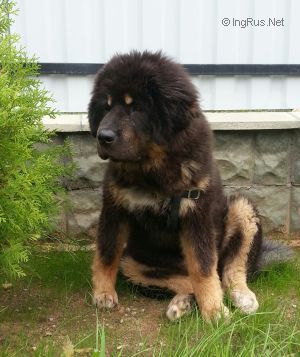 Dog Photo