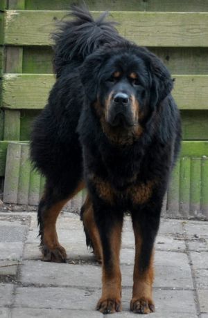 Dog Photo