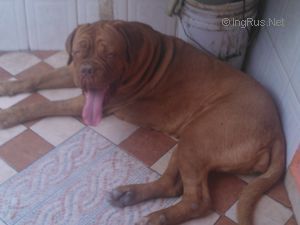 Dog Photo