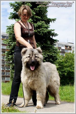 Dog Photo
