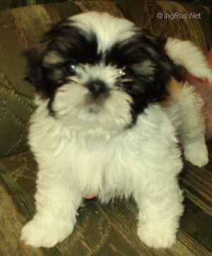 Dog Photo