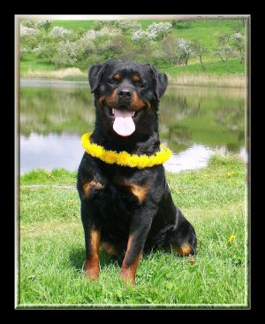 Dog Photo