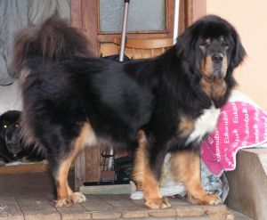 Dog Photo