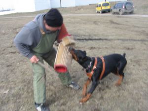 Dog Photo