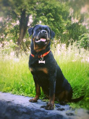 Dog Photo