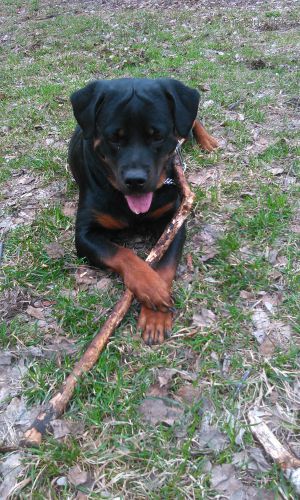 Dog Photo