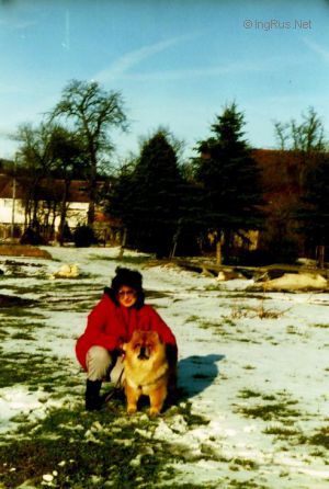 Dog Photo