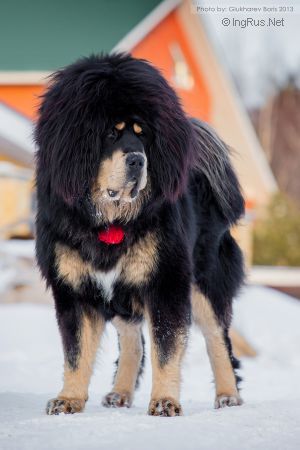 Dog Photo