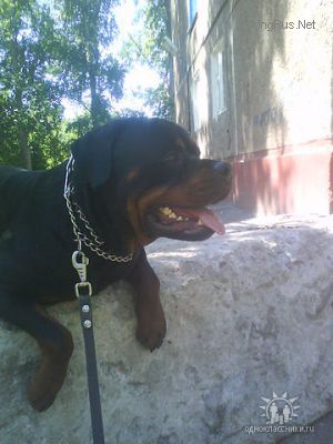 Dog Photo