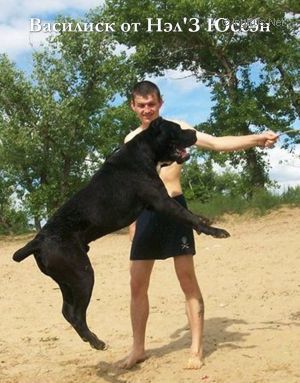 Dog Photo