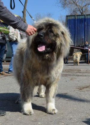 Dog Photo