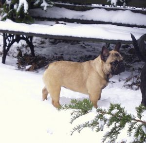 Dog Photo