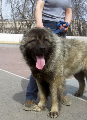 Dog Photo