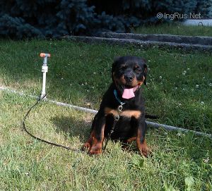 Dog Photo