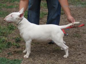 XENIA DE CHAUDRON ORME