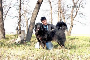 Dog Photo
