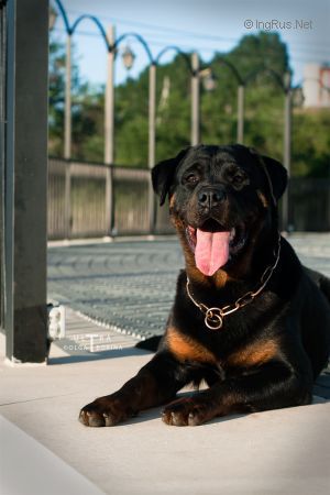 Dog Photo