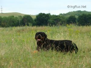 Dog Photo