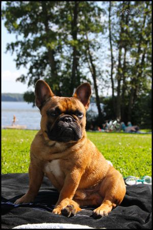 Dog Photo