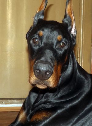 Dog Photo