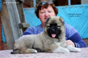 Dog Photo