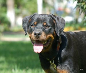 Dog Photo