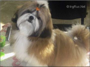 Dog Photo