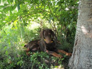 Dog Photo