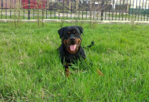 Dog Photo