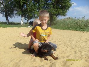 Dog Photo