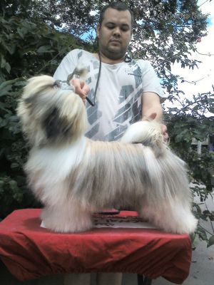Dog Photo