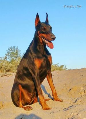 Dog Photo