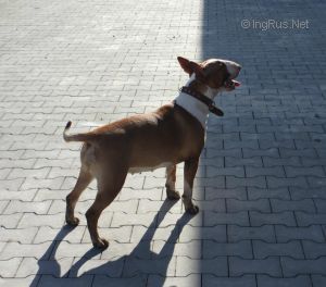 Dog Photo
