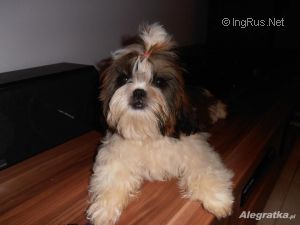 Dog Photo